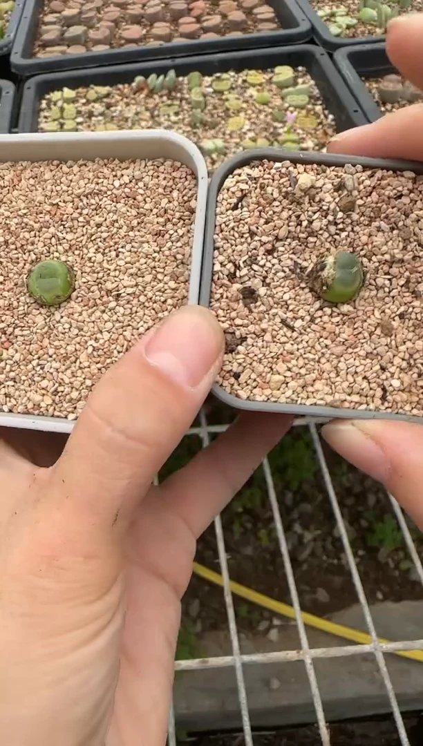 【闪购商品】27-617