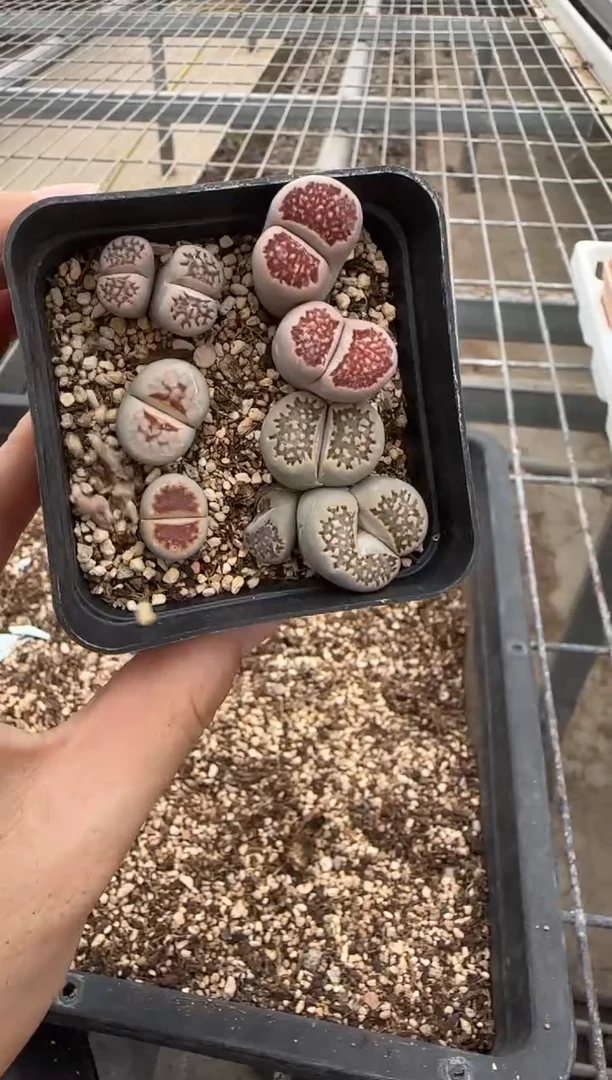 【闪购商品】27-248