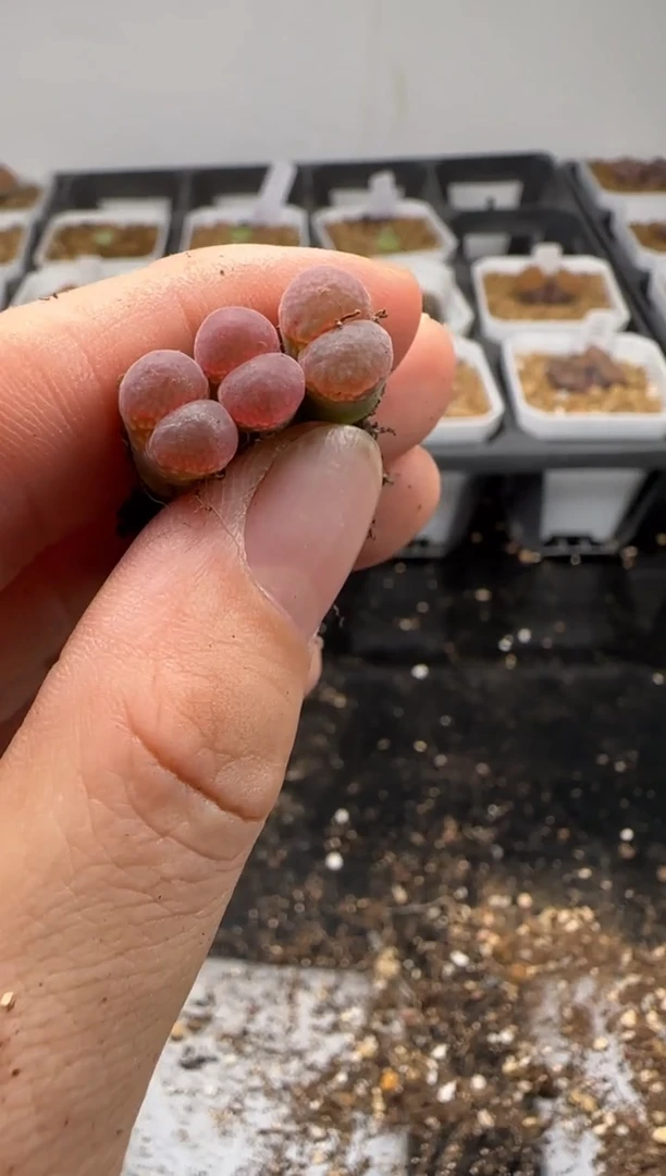 【闪购商品】24-149