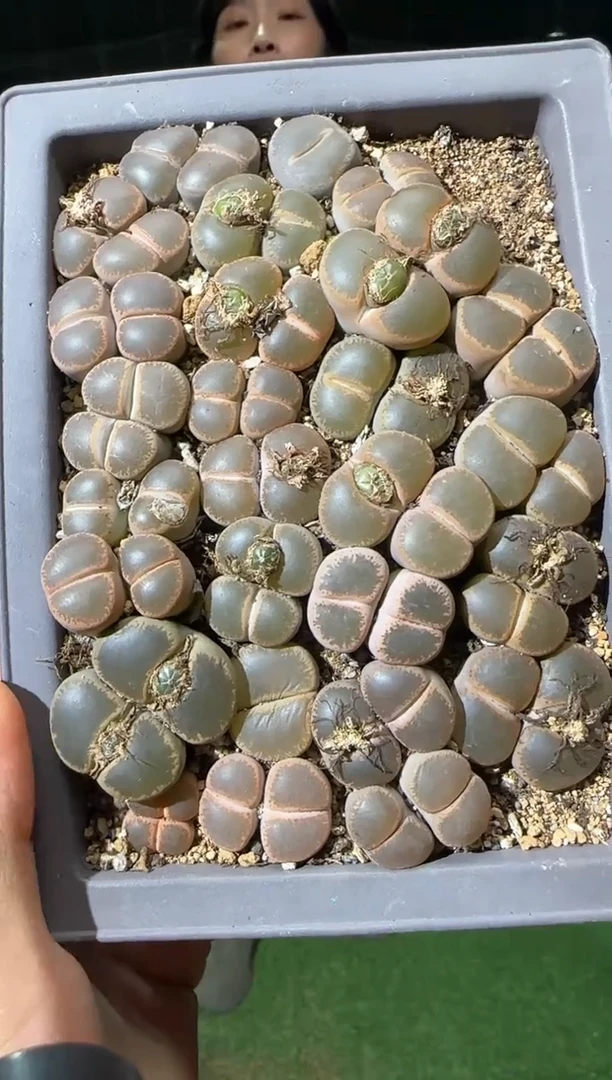 【闪购商品】31-147一个一组