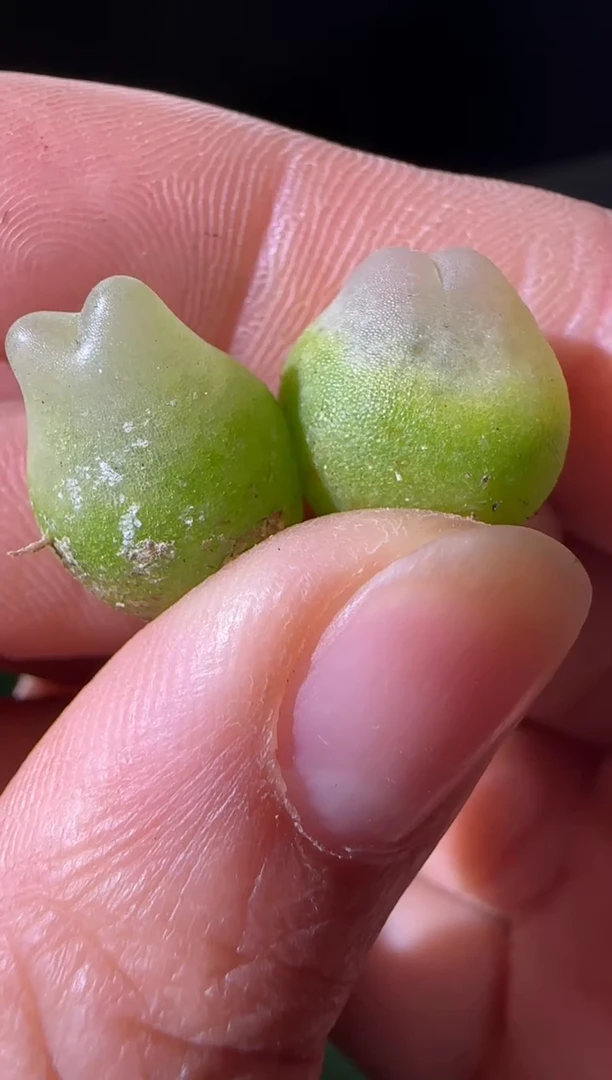 【闪购商品】31-8粉皮拉登一个一组