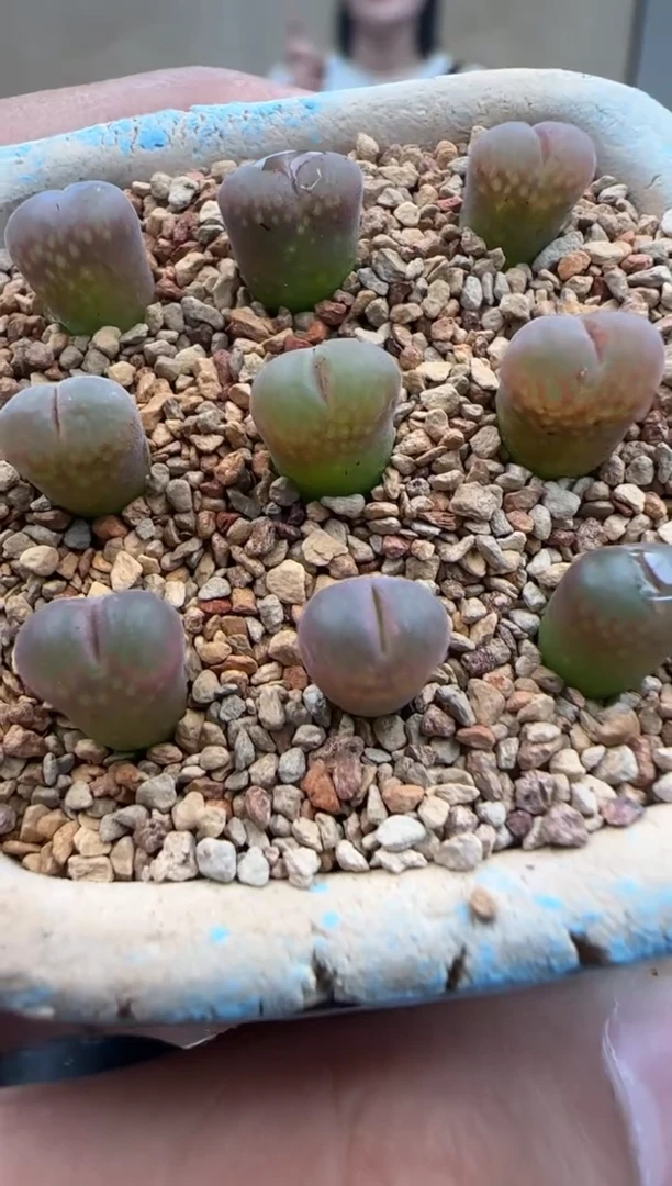 【闪购商品】30-13杨梅一个一组