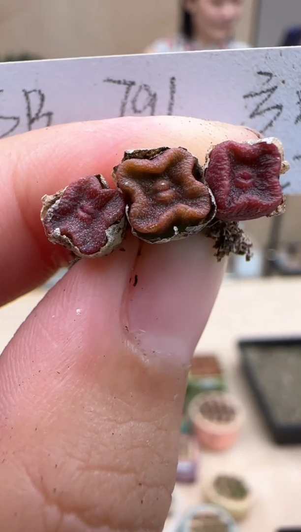 【闪购商品】18-21方糖一个一组