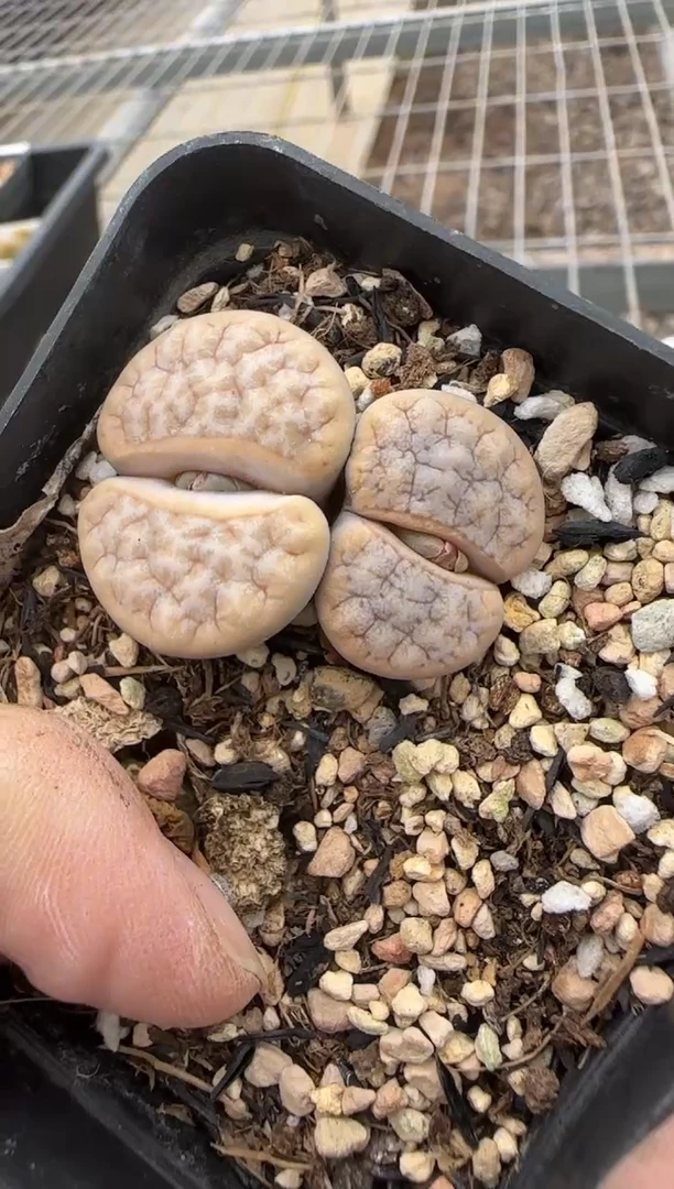 【闪购商品】27-402