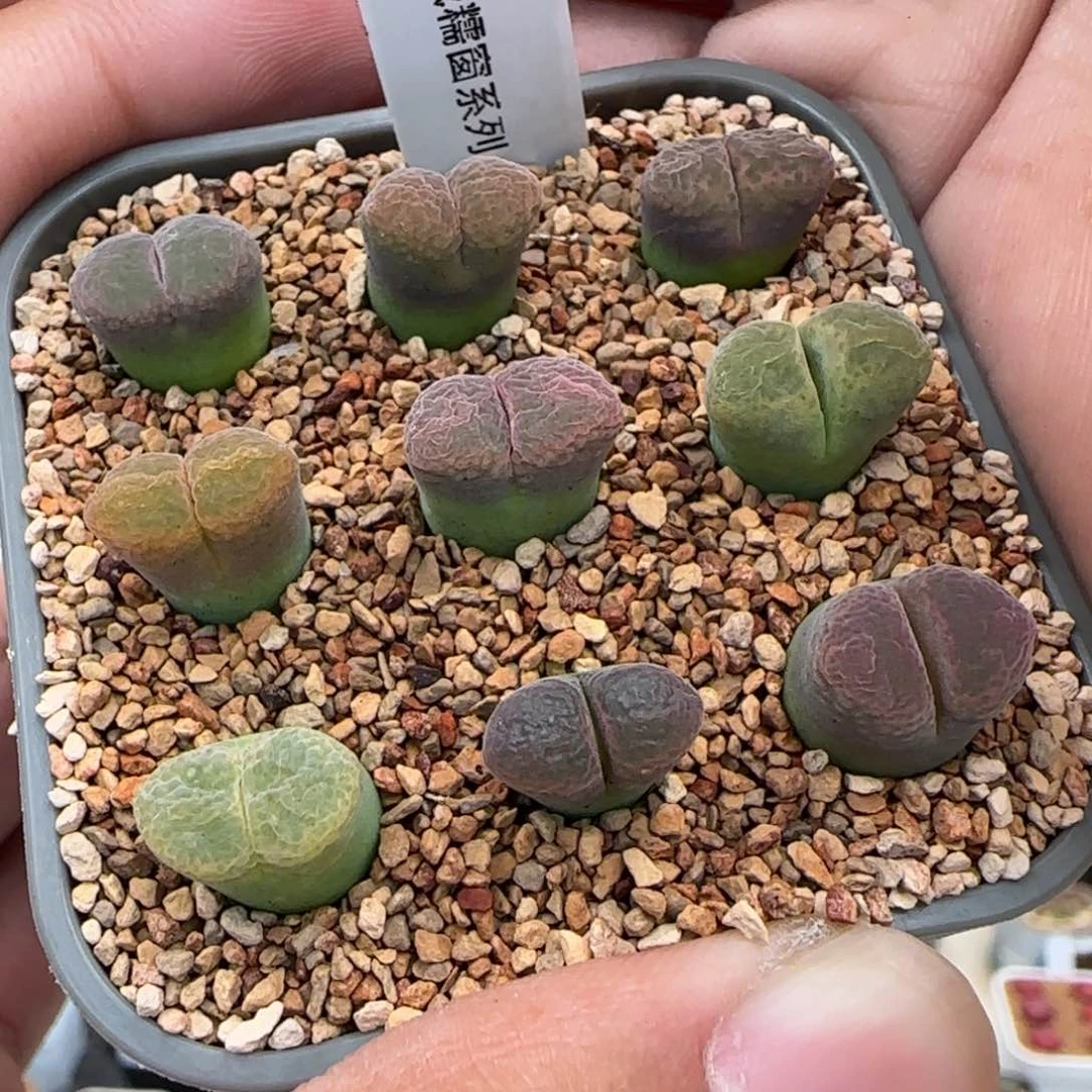 20-36九个一组 绒糯窗系列