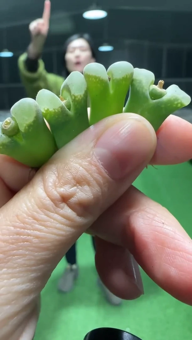 【闪购商品】10-14蝴蝶幻窗一个一组