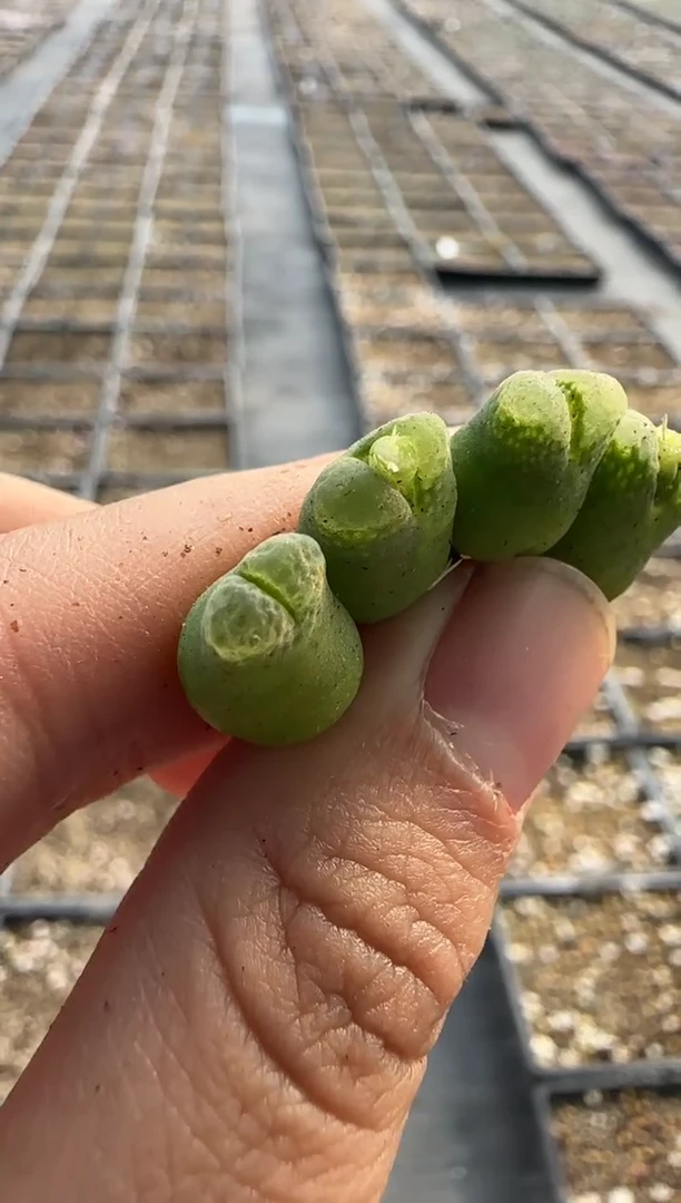 【闪购商品】25-16奶瓶一颗