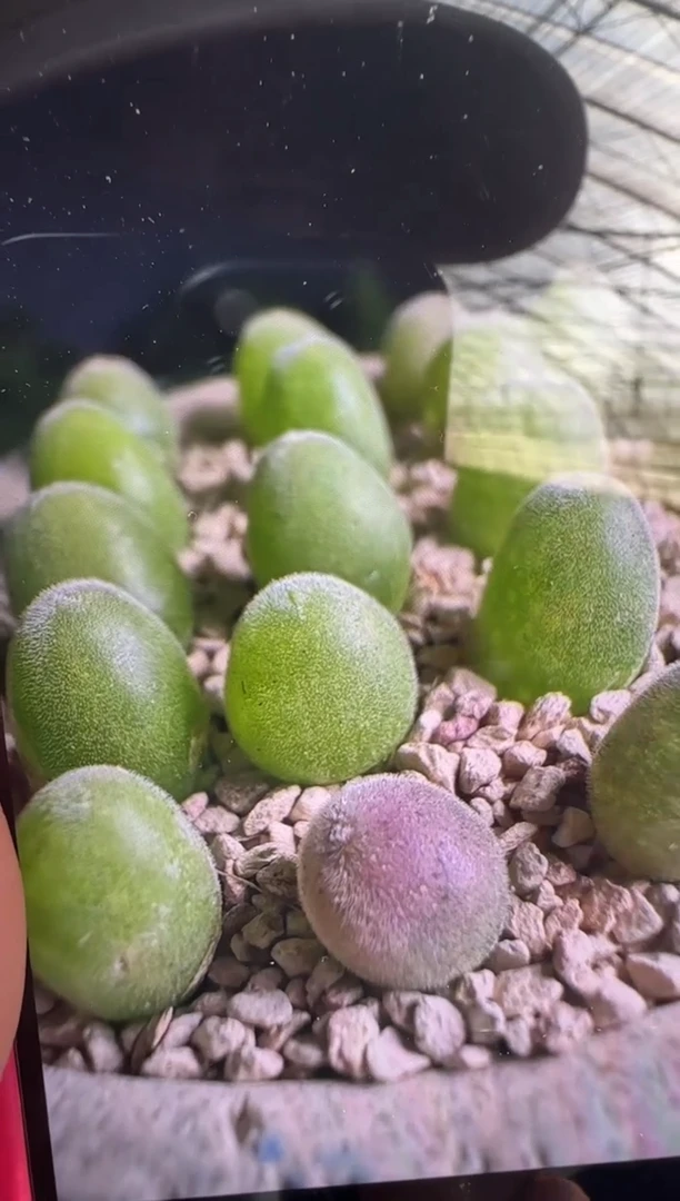 【闪购商品】19-47宝辉一颗