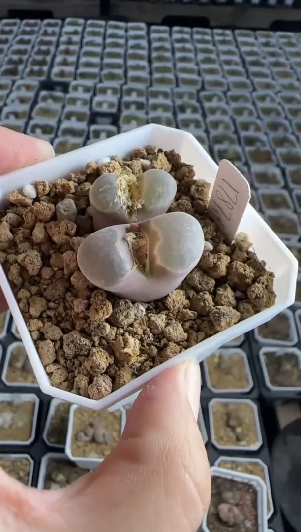 【闪购商品】30-173