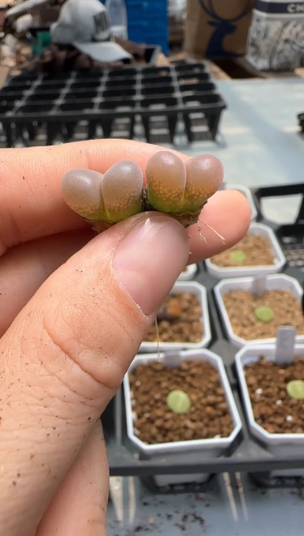 【闪购商品】16-108