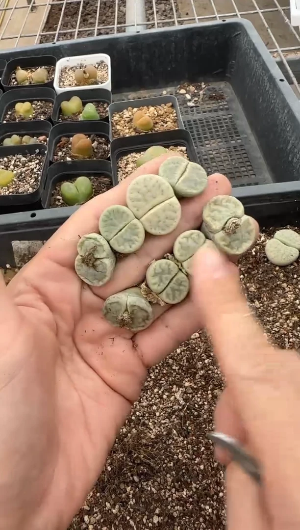 【闪购商品】27-393