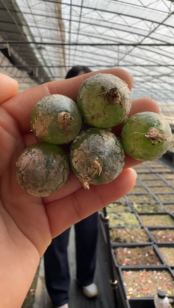 【闪购商品】3-9乔本灯泡大一颗