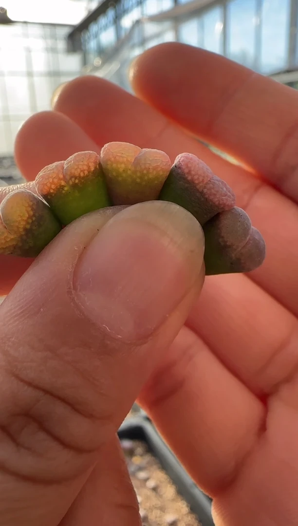 【闪购商品】21-30粉鱼籽一颗