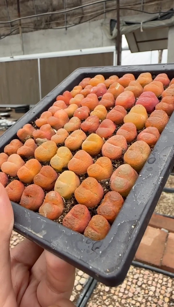 【闪购商品】6-20蟠桃一颗