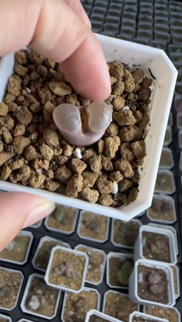 【闪购商品】30-160