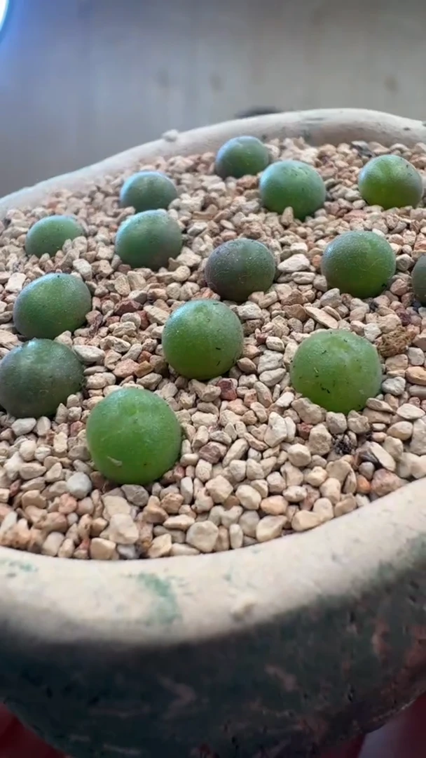 【闪购商品】9-27猫耳空蝉（尺寸不大）一颗