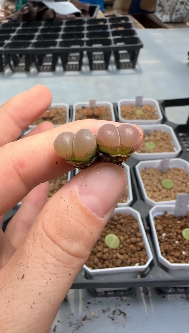 【闪购商品】16-105