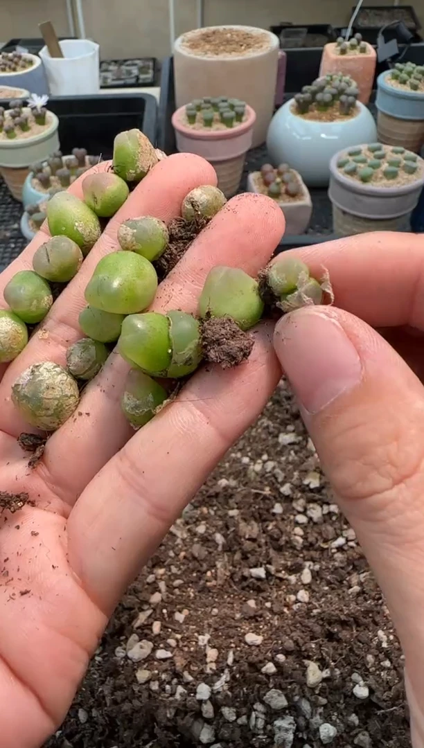 【闪购商品】27-48微瑕一颗