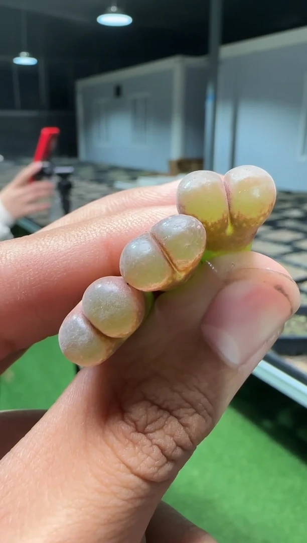 【闪购商品】10-51粉熊猫一个一组
