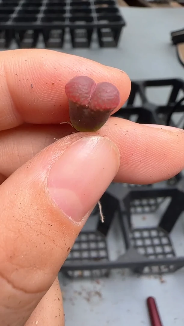 【闪购商品】16-118