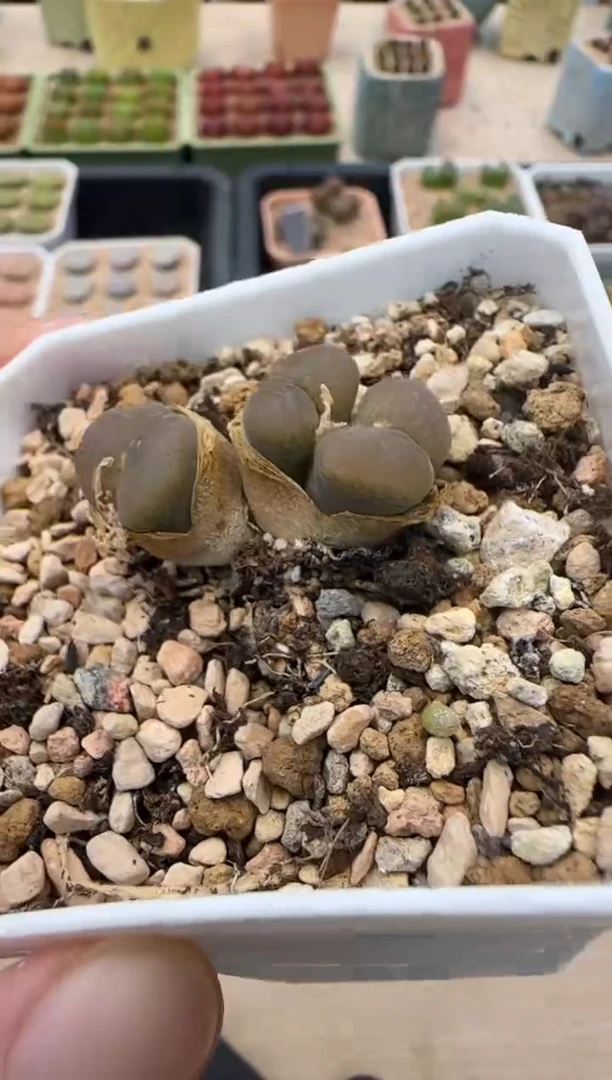 【闪购商品】30-173