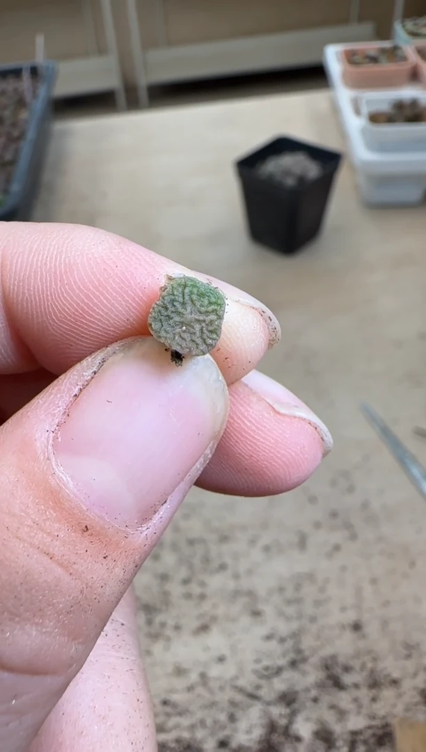 【闪购商品】29-281