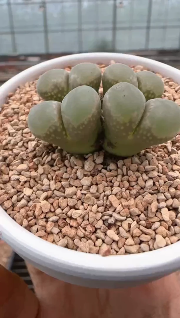 【闪购商品】20-222