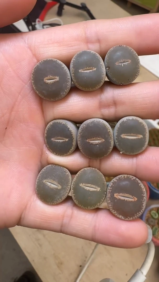 【闪购商品】9-18    C153一颗