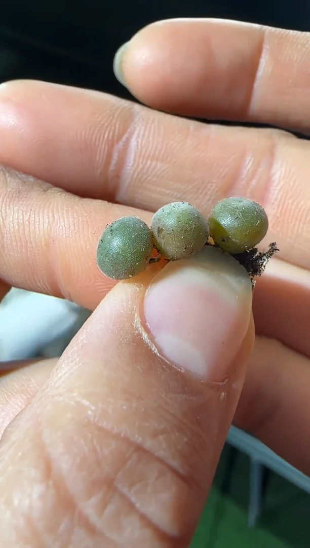 【闪购商品】31-13空蝉一个一组