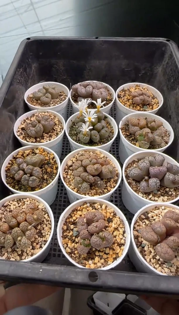 【闪购商品】18-3鸟哈尼群一个一组