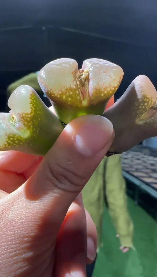 【闪购商品】31-53粉芸苔一个一组