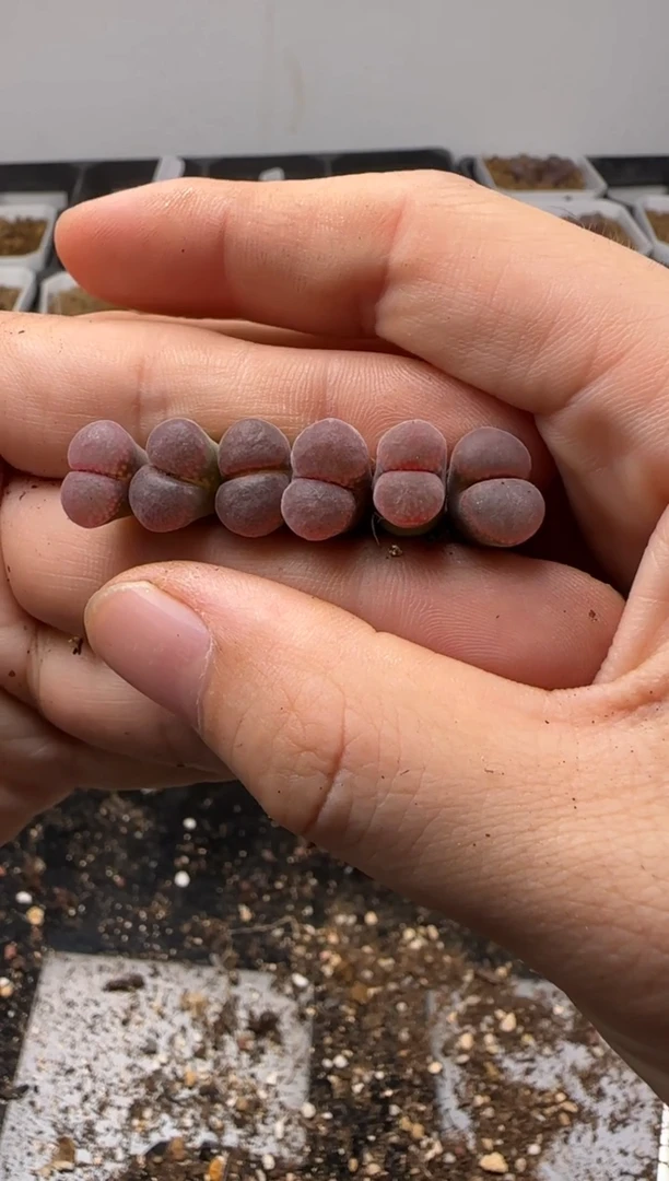 【闪购商品】24-141