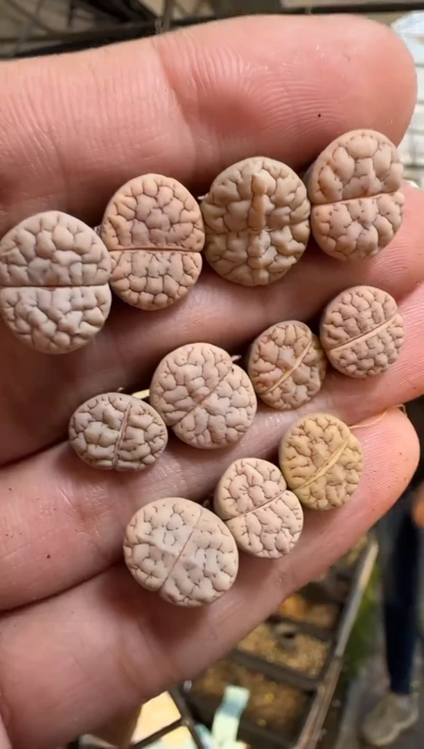 【闪购商品】19-54    189一颗