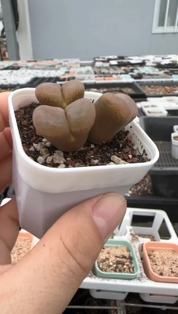 【闪购商品】20-260