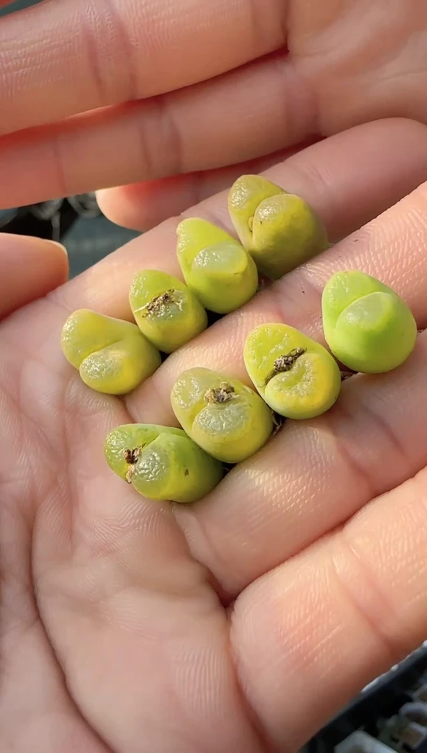 【闪购商品】22-29胖虎一个一组