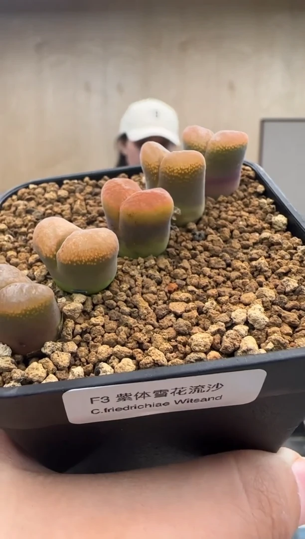 【闪购商品】19-53  F3紫体雪花流沙一个一组
