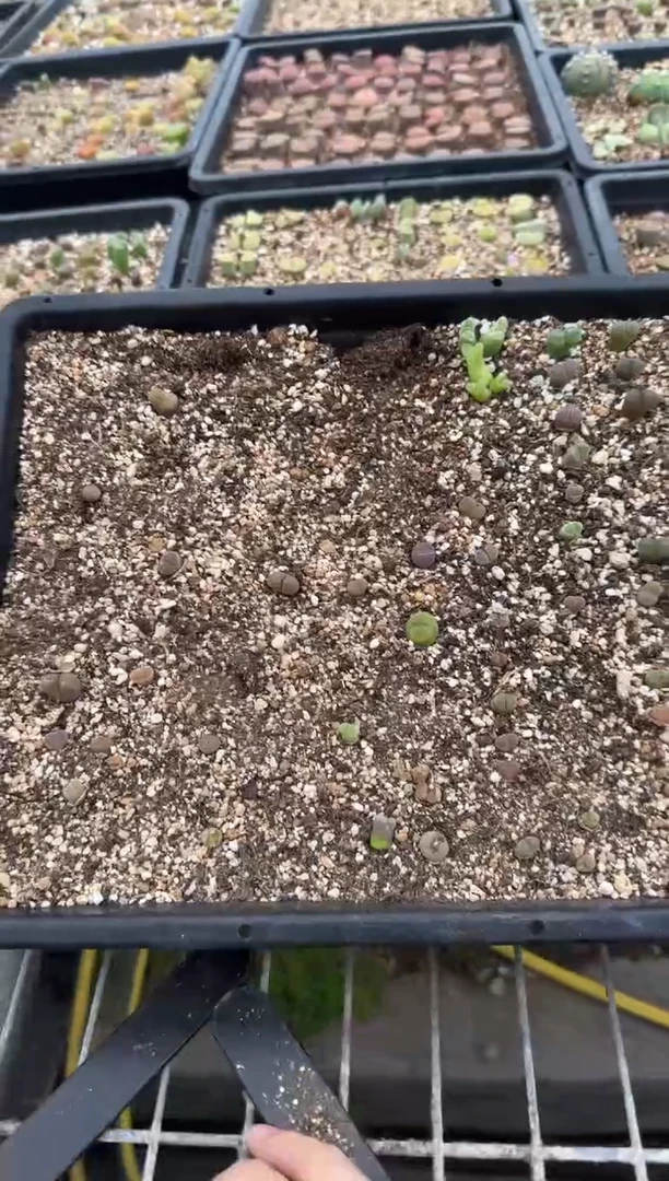 【闪购商品】27-614