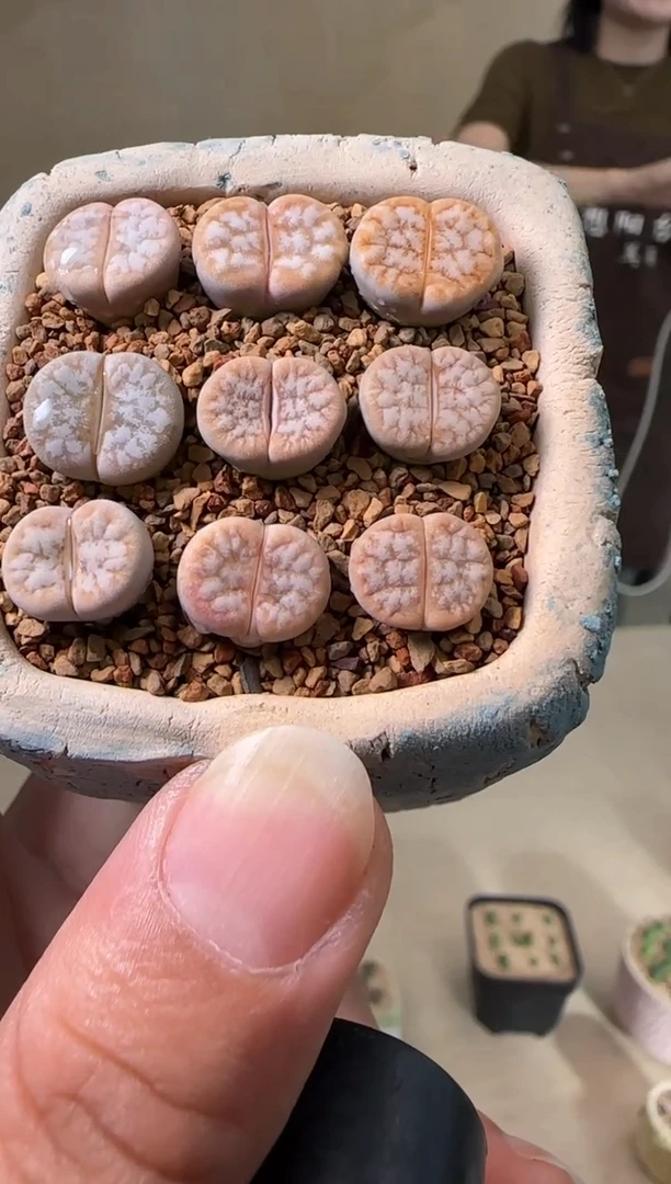 【闪购商品】21-32山脉拿铁一颗