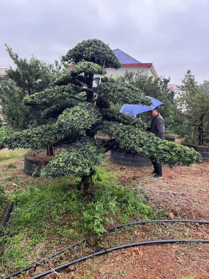 罗汉松地栽盆栽 规格造型齐全【800-4000】 一物一拍