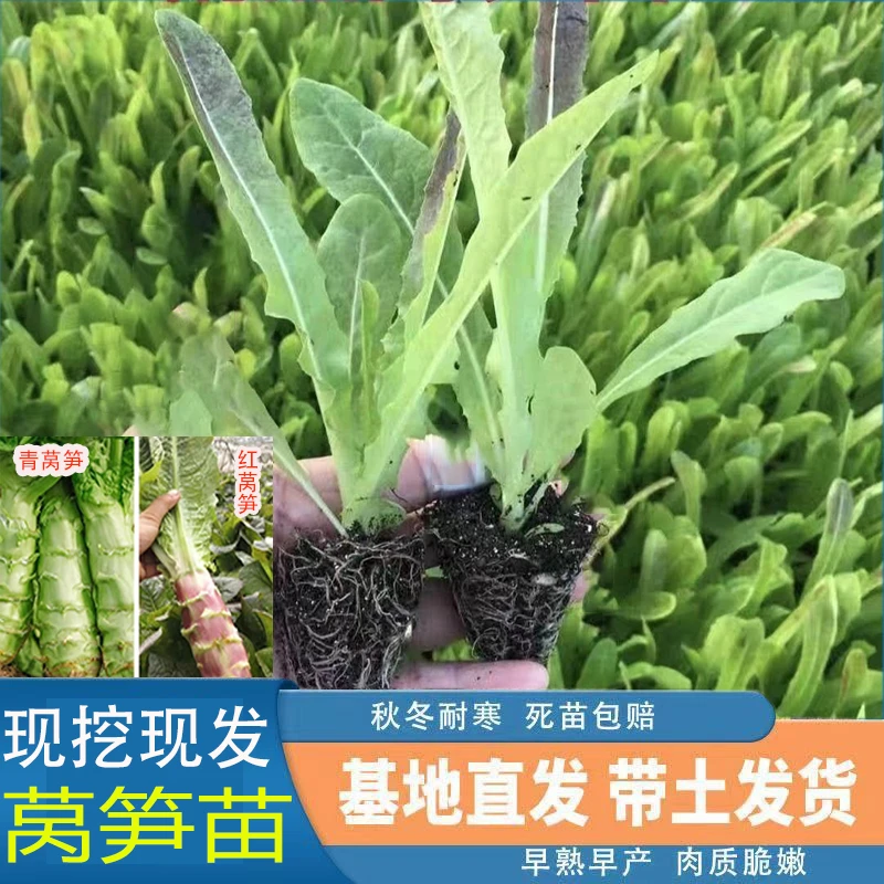 莴笋苗莴苣秧苗青皮红皮菜秧苗油麦菜耐寒蔬菜苗秋冬阳台庭院种植