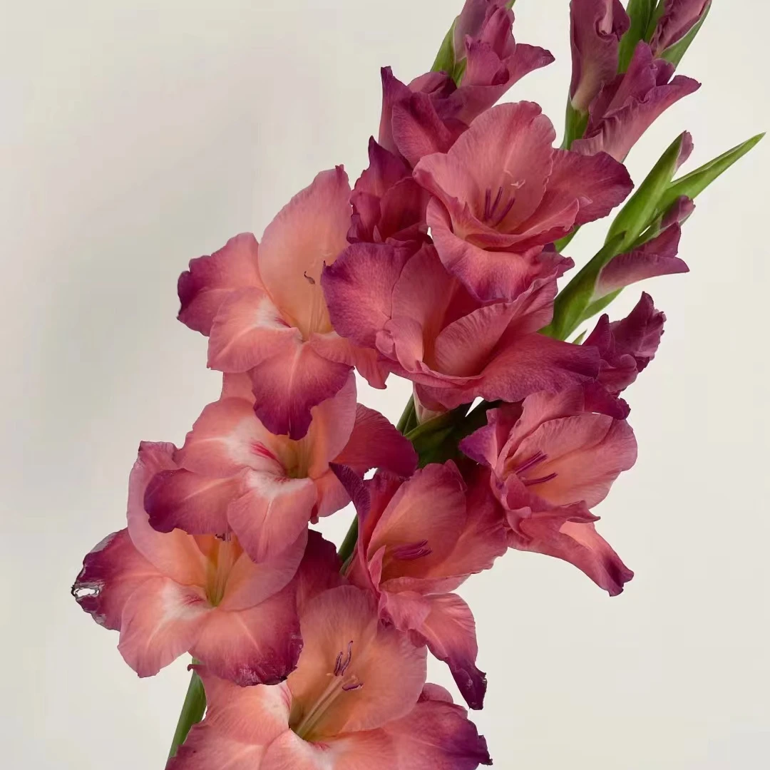 【满两单发空运】10支巧克力剑兰 任意两单及以上空运包邮