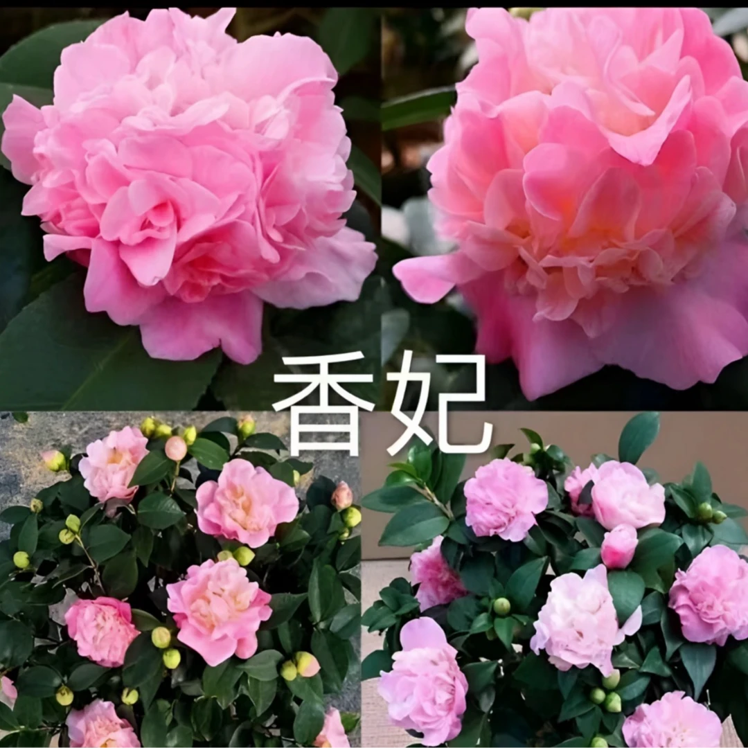 M香妃山茶花盆栽办公室内外阳台绿植好养活鲜花植物带花苞四季