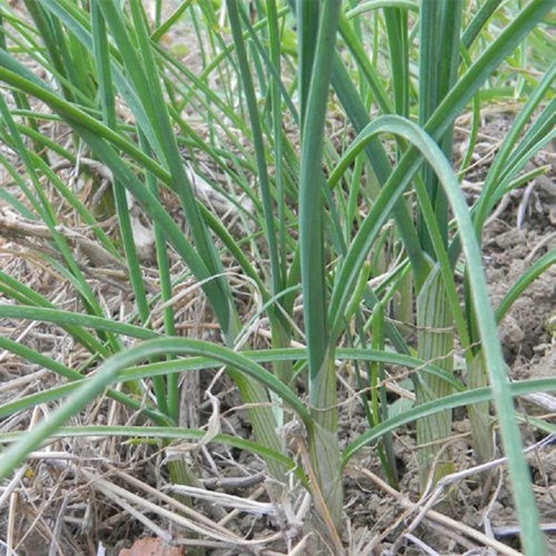贵州小野葱新鲜采摘新鲜发货苦蒜
