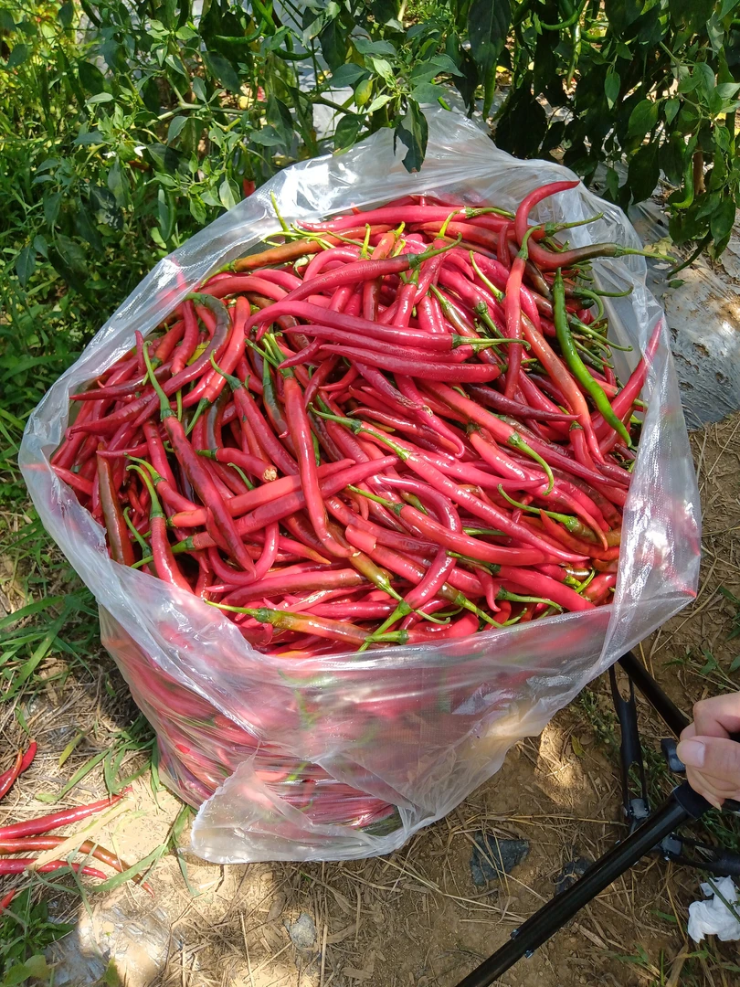 贵州本地高山红辣椒制作酸辣椒辣椒酱油辣椒