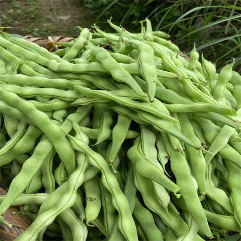 新鲜采摘四季豆无筋豆扁豆角新鲜采摘新鲜发货