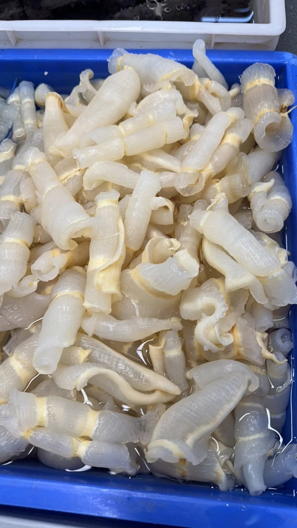 花胶 新鲜 水产 1斤装 鲜花胶