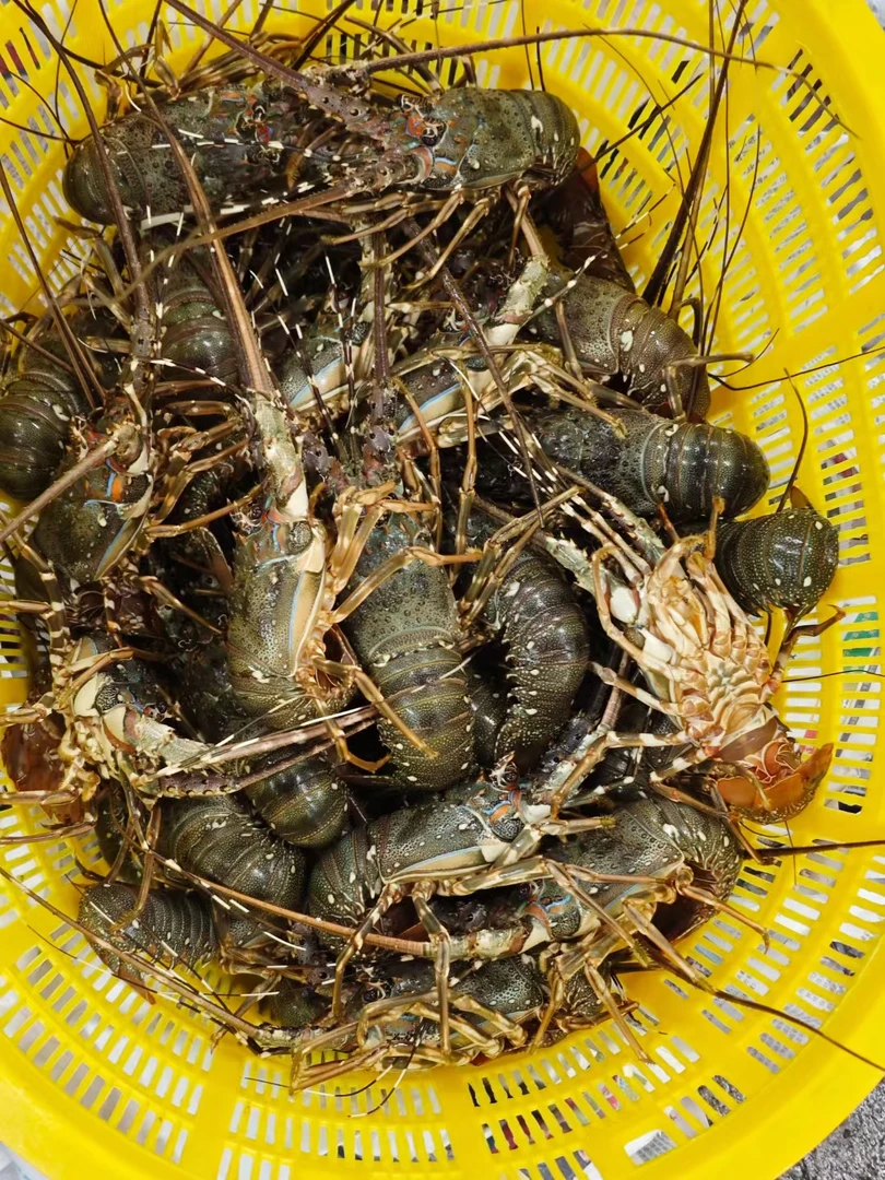 小青龙 鲜活 青龙仔 海鲜 水产