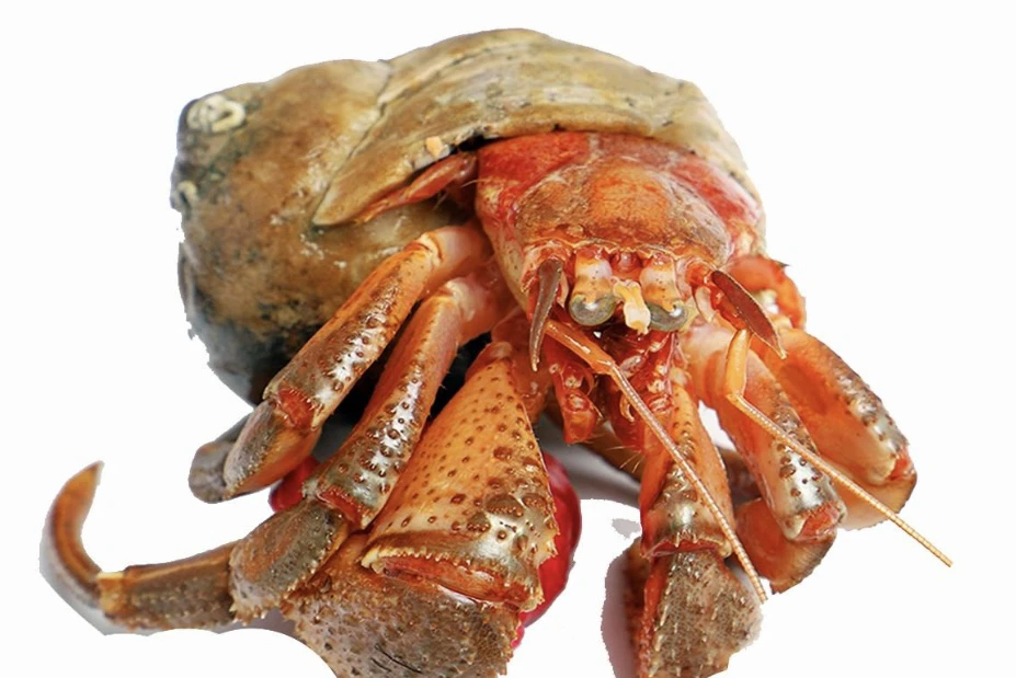 虾怪 寄居蟹 鲜活 清蒸 海南 海鲜 空运 一斤大约4-7个