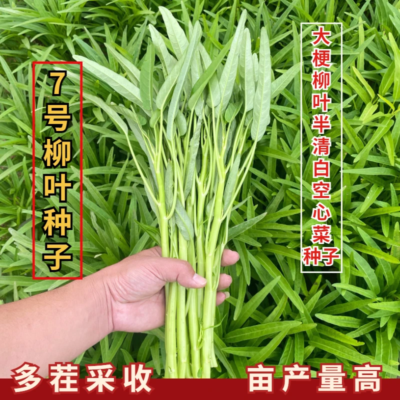 大梗柳叶半清白空心菜种子阳台盆栽通菜种籽四季种植蔬菜青菜种子