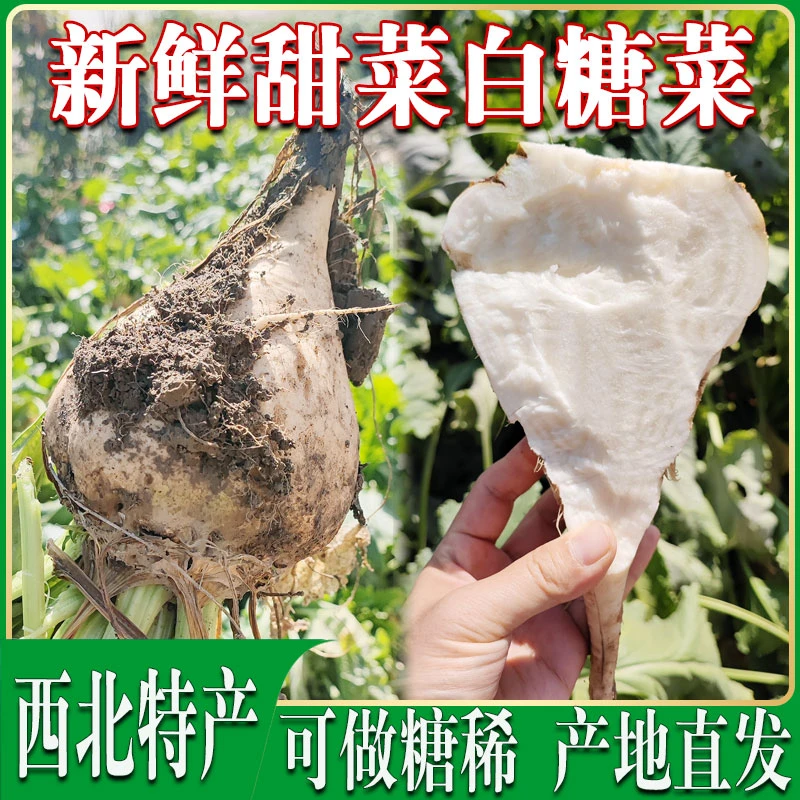 西北糖萝卜甜菜疙瘩白糖菜根新鲜蔬菜做糖稀制糖农家菜3斤5斤10斤